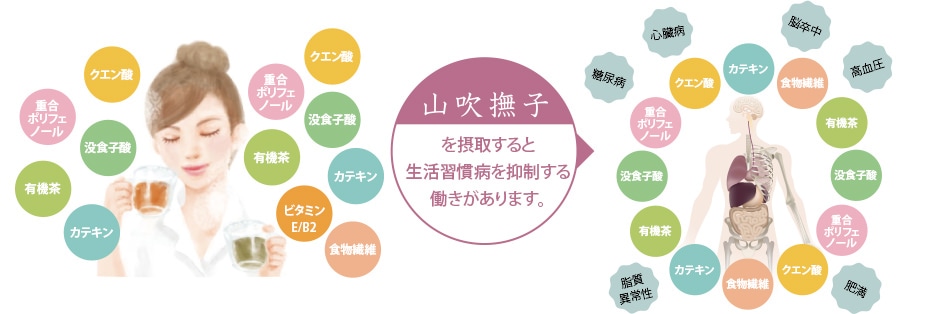山吹撫子を摂取すると生活習慣病を抑制する働きがあります。